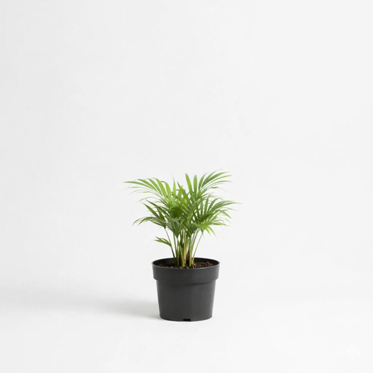 Areca