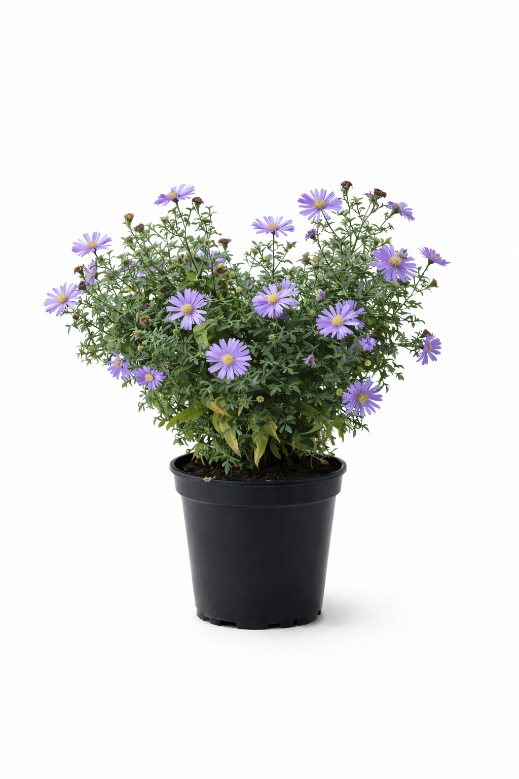 Aster