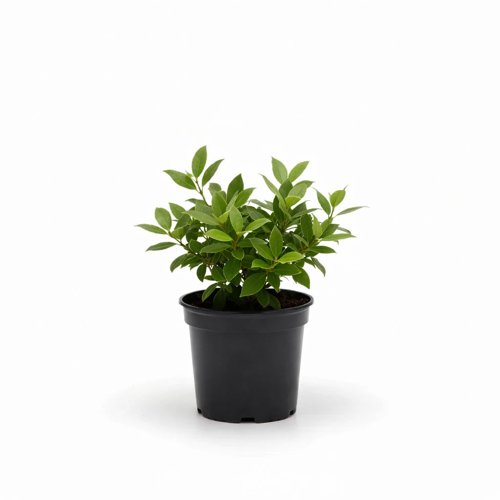 Bay Leaves