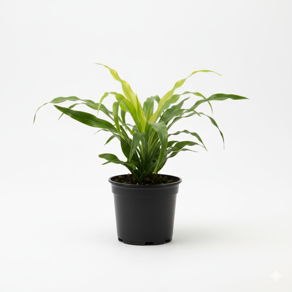 Dracaena Thalious