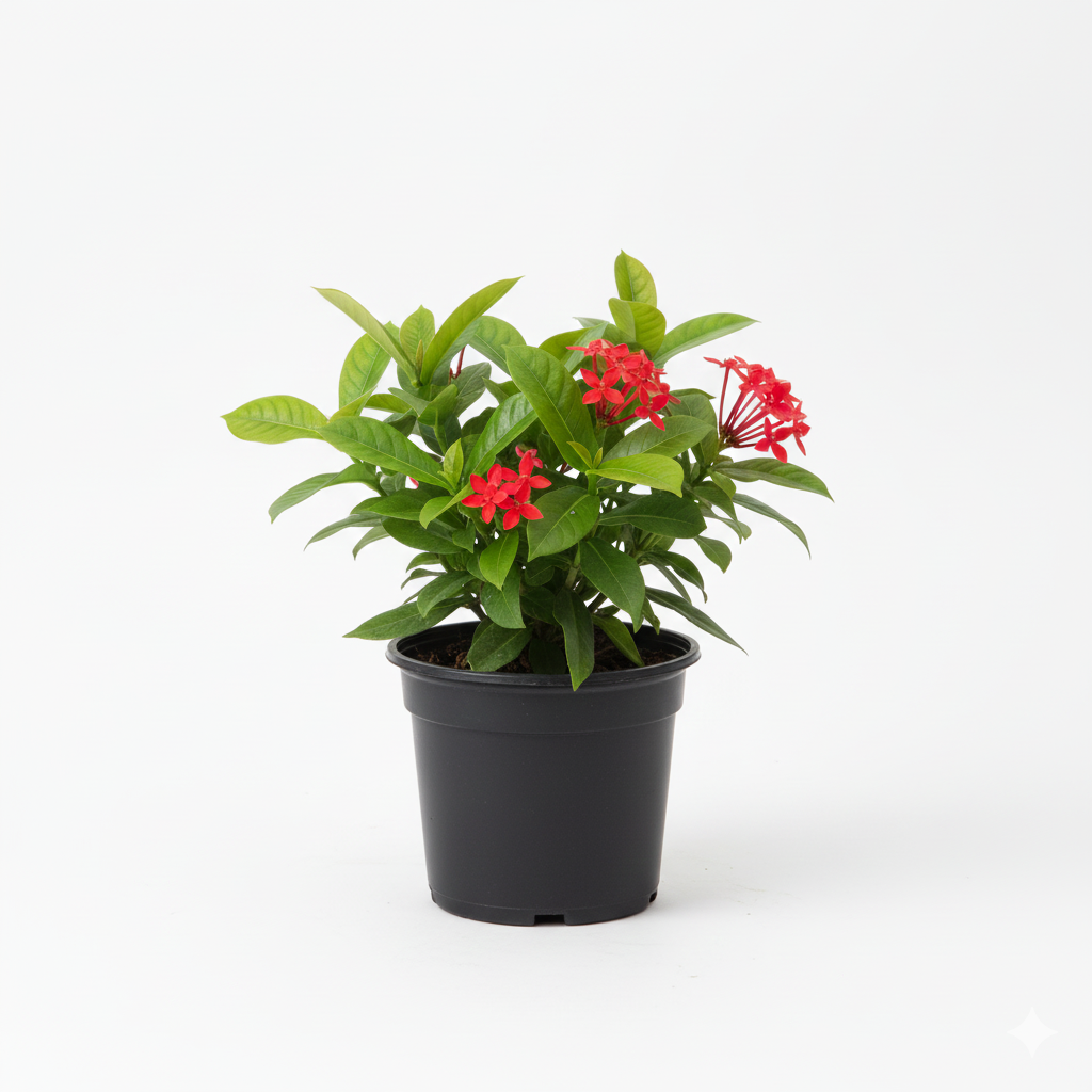 Jatropha