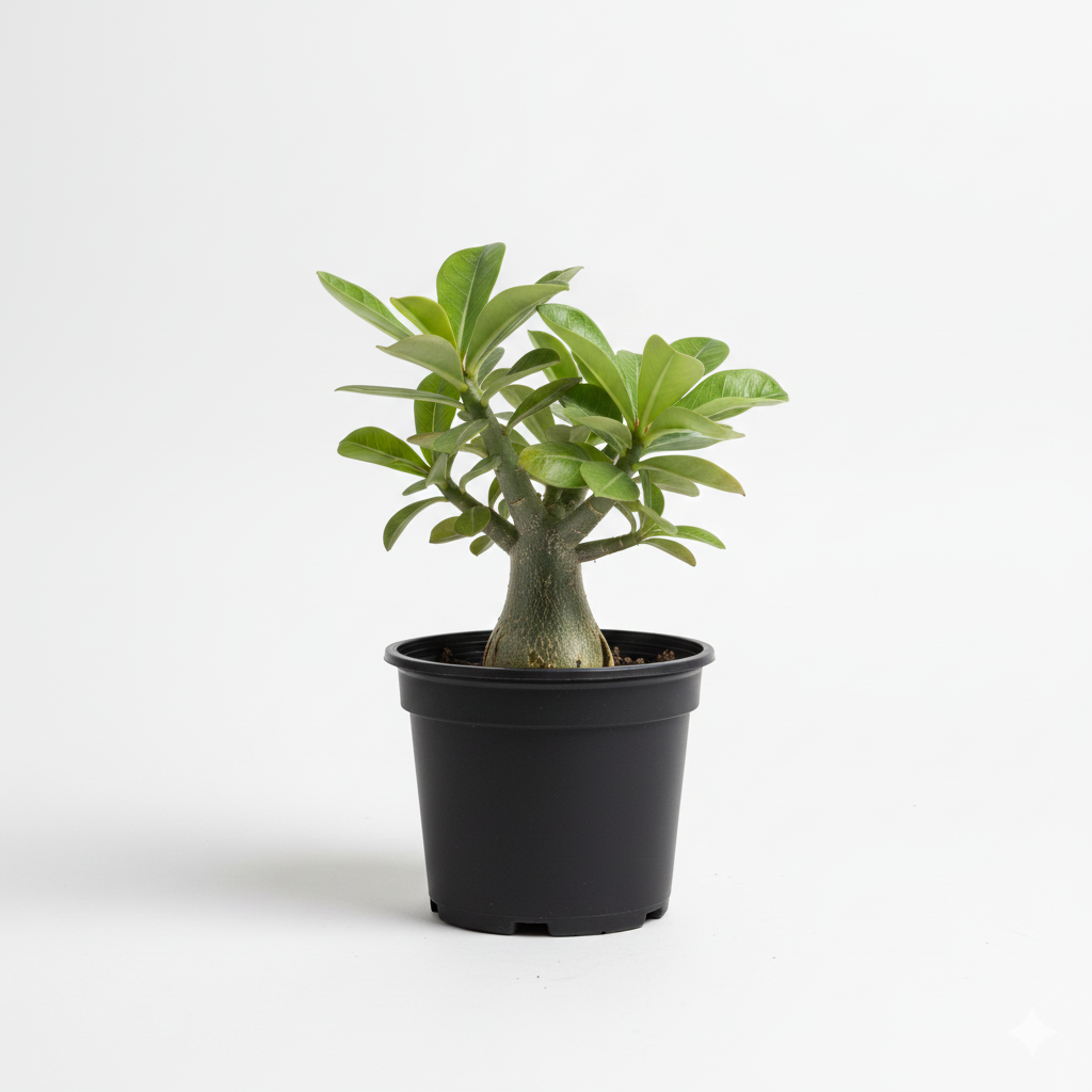 Adenium