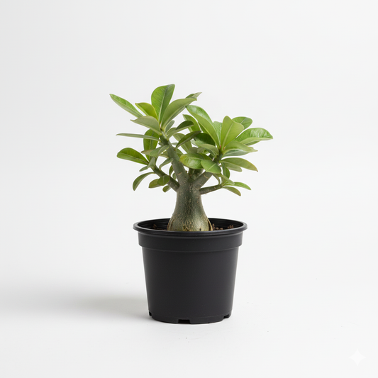 Adenium