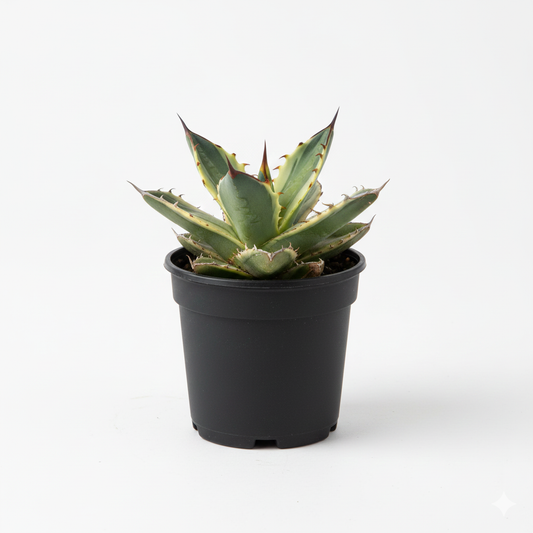 Agave