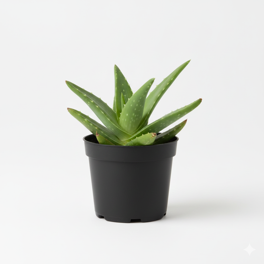 Aloevera