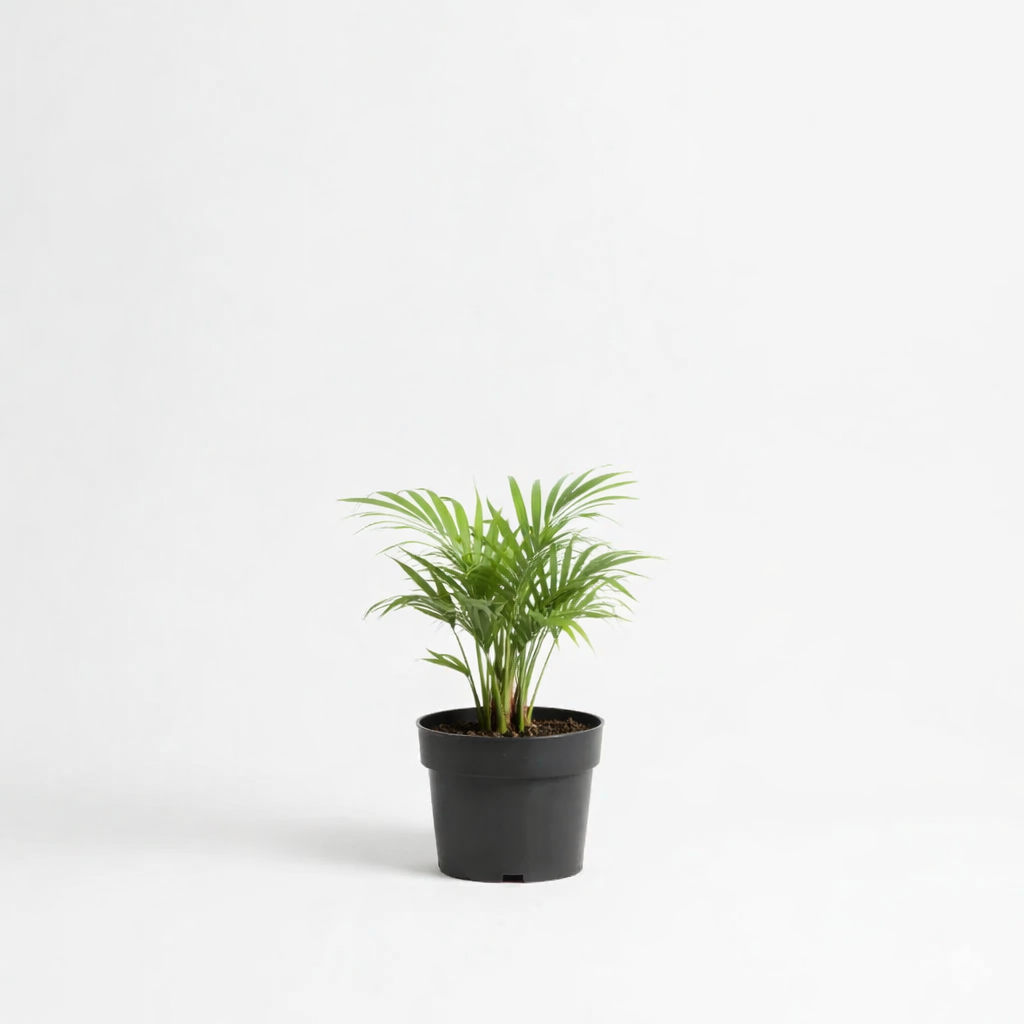 Areca