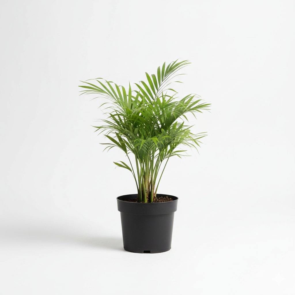 Areca