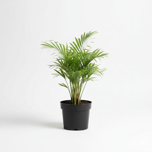 Areca