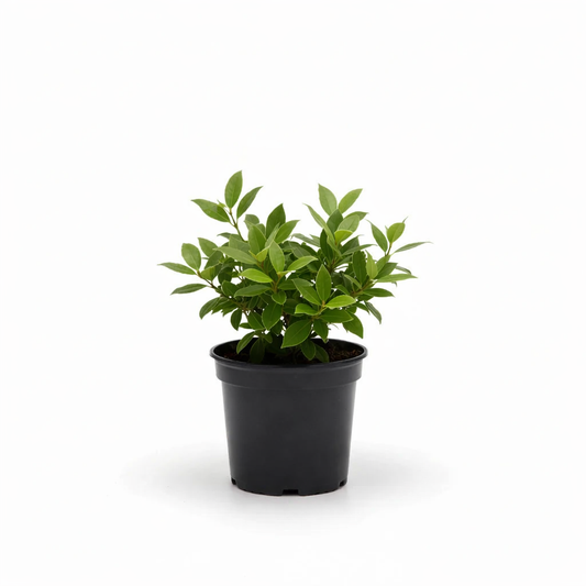 Bay Leaves