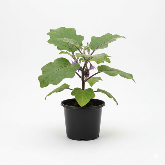 Brinjal