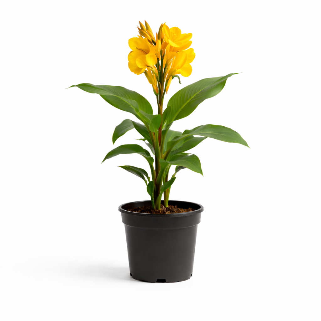 Canna Indica