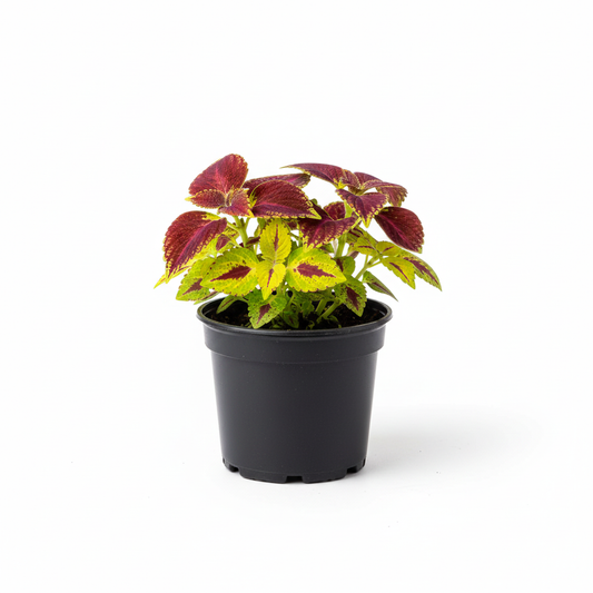 Coleus