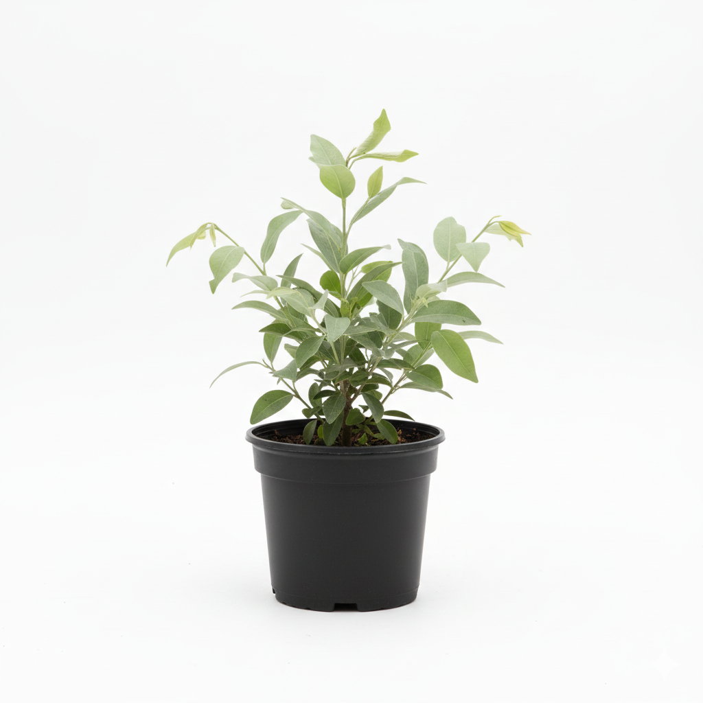 Cono Carpus