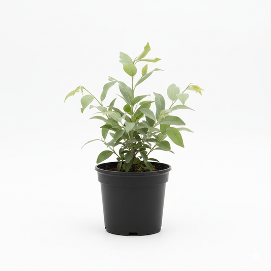 Cono Carpus