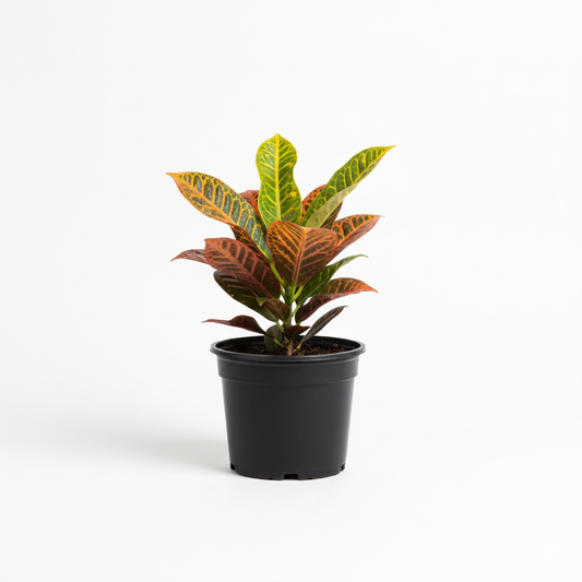 Croton