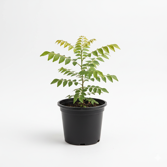 Curry Leaves