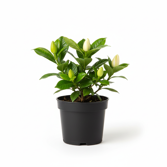 Gardenia
