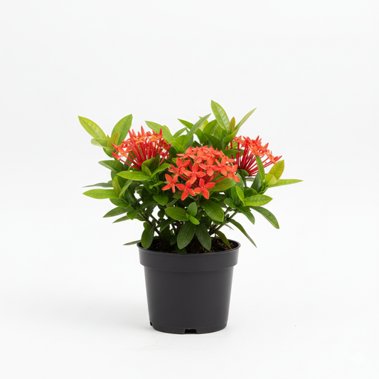 Ixora