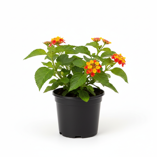 Lantana
