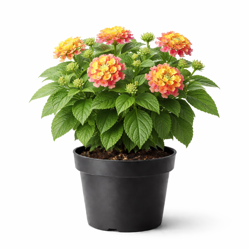 Lantana