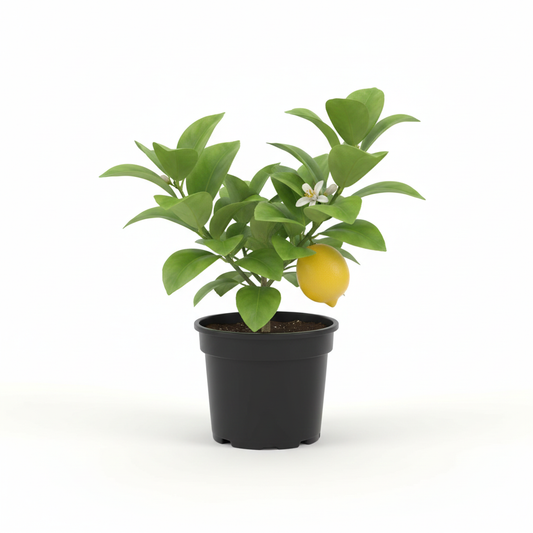Lemon