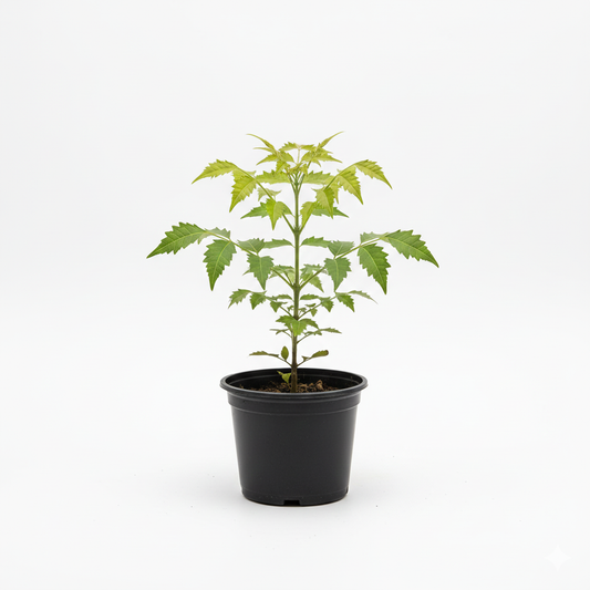 Neem Plant