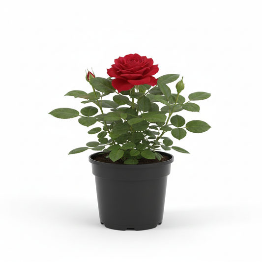 Rose Bahrain