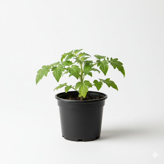Tomato