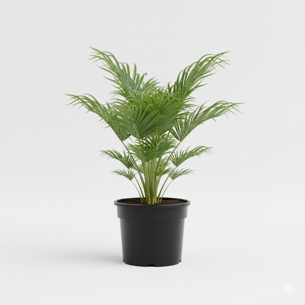 Washingtonia واشنطونيا