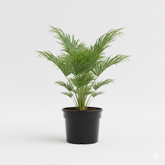 Washingtonia واشنطونيا